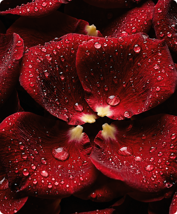 Rose d'Arabie
