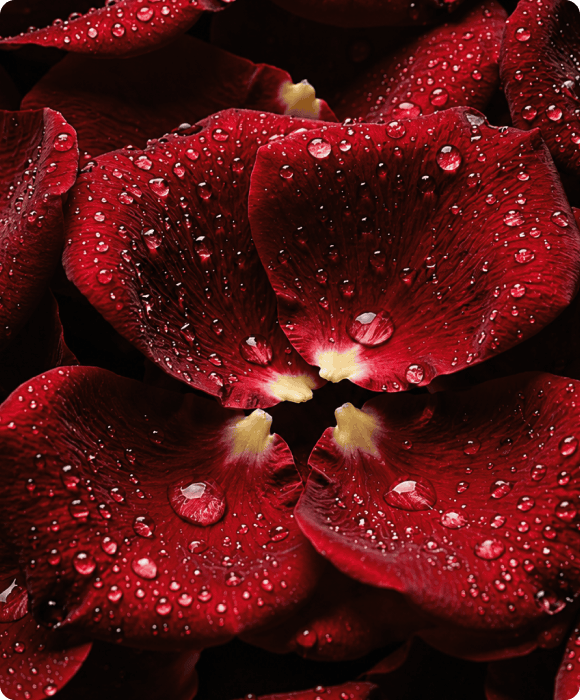 Rose d'Arabie
